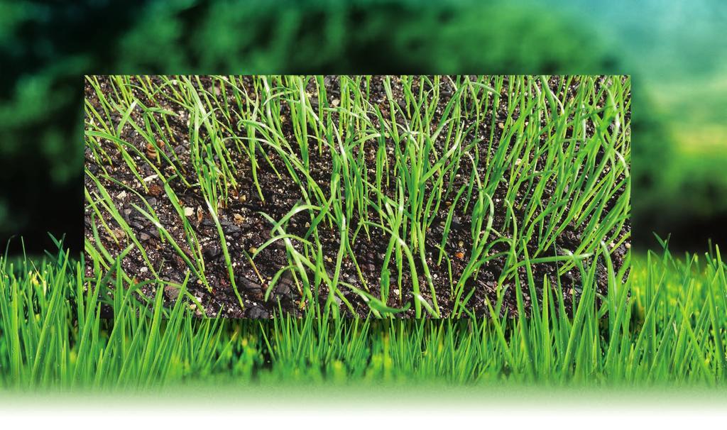 Grass-Seed Species and their Properties when Used in the Garden Boom Product-Range GARDEN BOOM grass-seed mixtures are selected from the top grass-seed species, corresponding to the valuation systems