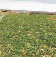 COVER CROPS BUFFER ZONES CAREER SPOTLIGHTS Farmers can plant cover crops in the fall after harvest. The growing plant roots help hold the soil in place during winter and early spring.