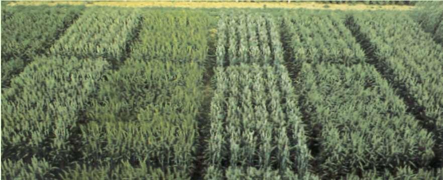 UNIFORMITY Wheat: (Self-pollinated) OFF-TYPES Where all the plants of a variety are very similar, and in particular for vegetatively