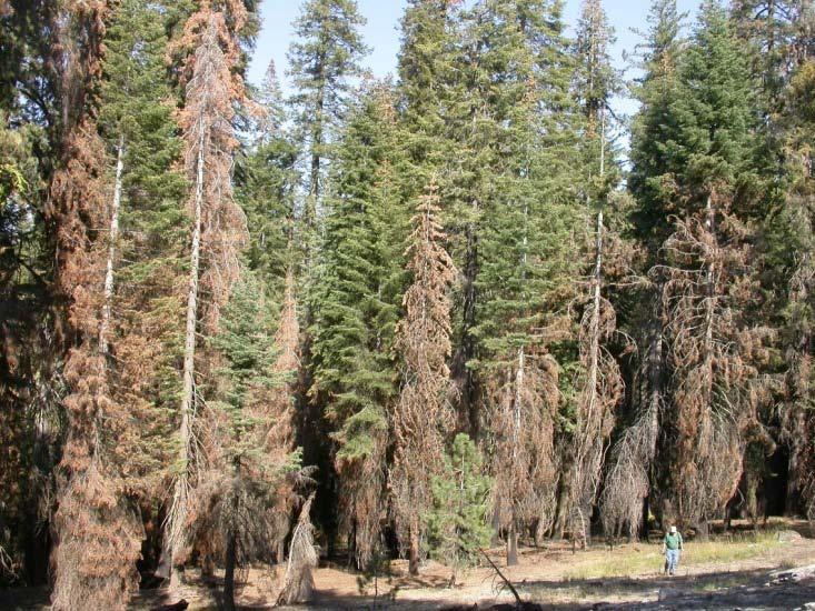 Mixed conifer (Sierra Nevada, southern California) Ozone pollution Fire exclusion high stand densities Extended warm period