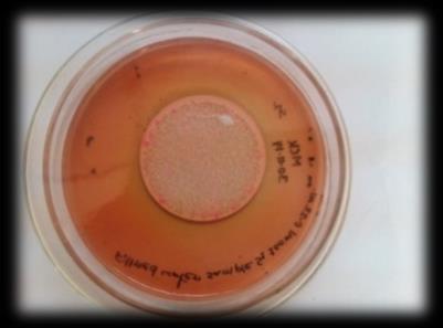 confirmed the presence of lactose fermenting gramnegative E. coli. In the completed test, all 3 samples producing gas in the lactose tube as well as grown on agar slant indicated the presence of E.