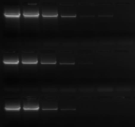 Hot Start Taq Polymerase HSE0101 HSE0105 Storage 2x 250 u - Taq Polymerase, 5 u/µl 500 u 4 x 1 ml - 10 x 250 u - Polymerase, 5 u/µl 2500 u 20 x 1 ml - In the dark at -20 C. Enzyme in storage buffer.