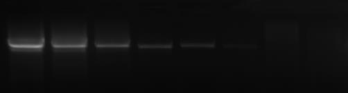 HLE0201 HLE0205 Storage 200 u - DNA Polymerase, 2 u/µl 200 u 3 x 1 ml - 5 x 200 u - 1000 u 15 x 1 ml - In the dark at -20 C. Enzyme in storage buffer. MgCl 2, enhancers, stabilizers.