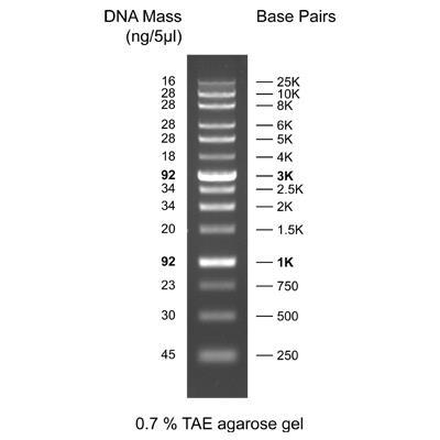 DNA Electrophoresis Ladders DNL0102 DNL0202 200 appl. 200 appl. 2 x 0.5 ml - Take5 2 x 1 ml - Take5 2 x 0.