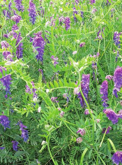 Mixture Options 09 Soil Booster Pro (1 ha pack 20 kg) Phacelia 5 kg / Vetch 15 kg Vetch is a popular option to quickly provide green cover and fix Nitrogen.