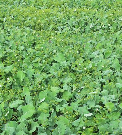 Catch crops options 13 Forage rape ***** Can be grazed after 1st December as a forage for cattle or sheep. Rapid growing ability with good winter hardiness. A high energy feed for grazing ruminants.