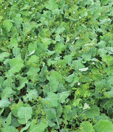 Catch Crops Options 14 Leafy turnip ***** A member of the brassica family, with high early vigour. Their deep rooting will help condition the soil and relocate nutrients from the sub-soil to the top.