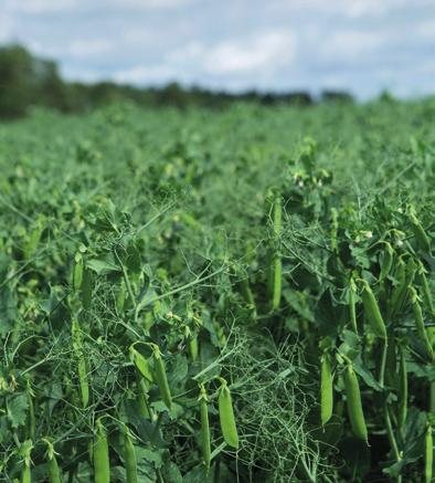 Oats have poor winter tolerance and are easily killed and worked back into the soil. Useful for weed suppression and as a nurse crop with hairy vetch.