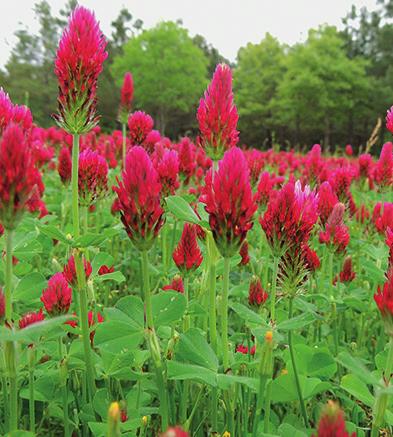 Catch Crops Options 16 Crimson clover / Berseem clover * Clovers have excellent capability to fix nitrogen at soil temperatures above 8 C and are less effective over the winter period.