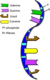 Your characteristics are determined by the kinds of proteins the DNA (gene) tells the ribosomes to make. 4. Proteins are made of amino acids. Proteins build cells and enzymes. 5.