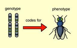 24. Genotype is the genetic make up of an organism(homozygous purebred or heterozygous hybrid). 25.