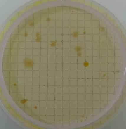 membrane with macro-colonies of the same membrane after re-incubation.