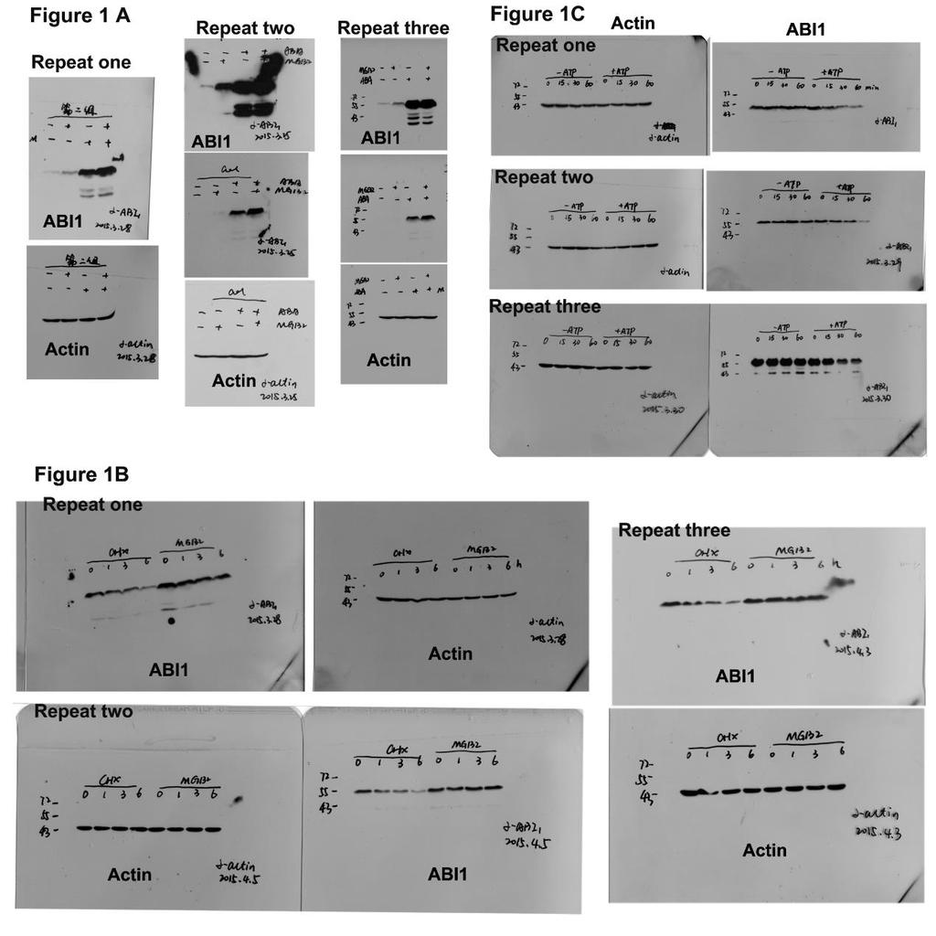 Supplementary Figure 12. The original western blot images and independent experiment repeats used in text. All experiments were independently repeated at least one time.