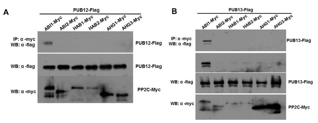 Supplementary Figure 4. PUB12/PUB13 do not interact with ABI2, HAB1, HAB2, AHG1, or AHG2 in a Co-IP assay.