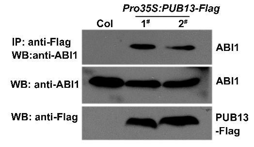 Co-IP was carried out with anti-myc agarose, and Immunoblotting analysis was done with anti-flag and anti-myc antibody. Supplementary Figure 5.