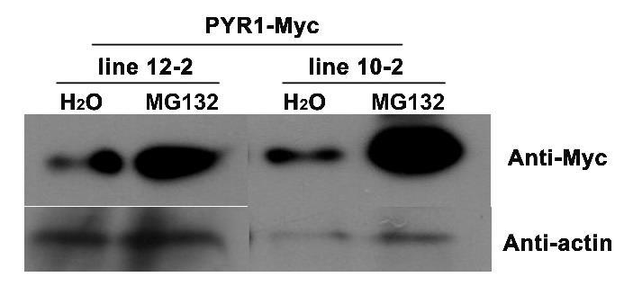 Supplementary Figure 6. PYR1 degradation by the 26S proteasome pathway. Treatment with the 26S proteasome inhibitor MG132 greatly increases the level of PYR1-Myc.