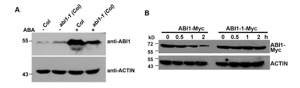 Supplementary Figure 9. ABI1-1 protein level in abi1-1 mutant and ABI1-1 stability in a cell free assay. A. ABI1 protein is higher in abi1-1 (Col) than in the wild type without ABA treatment, but lower with ABA treatment.