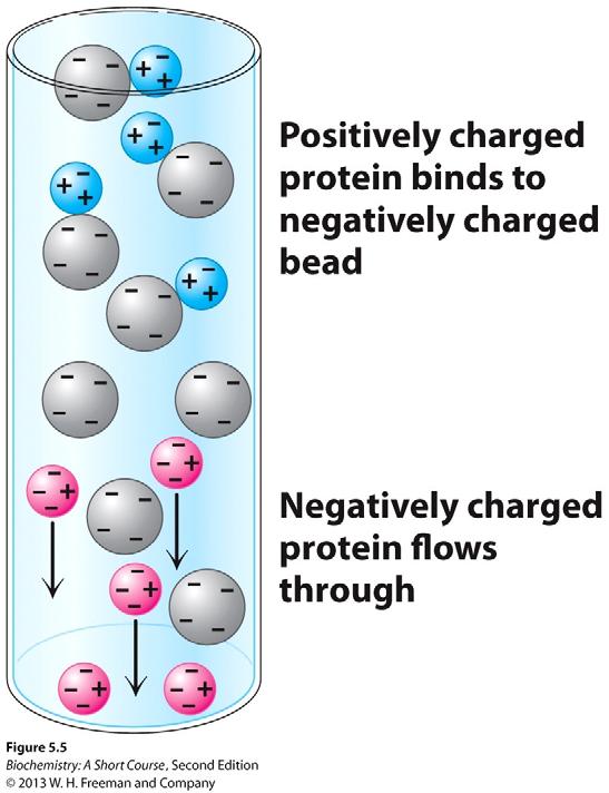 Ion exchange chromatography This technique