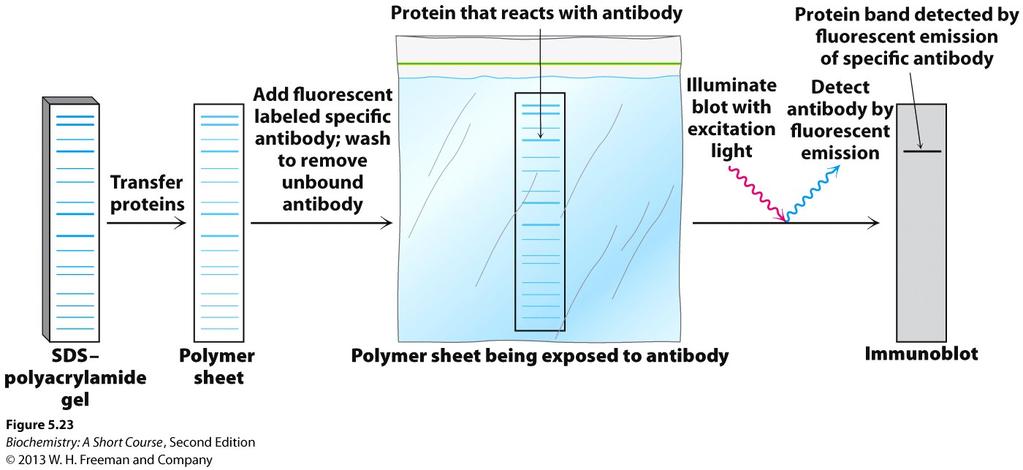Western blotting Proteins on an SDS polyacrylamide gel are transferred to a polymer sheet and stained with fluorescent antibody.