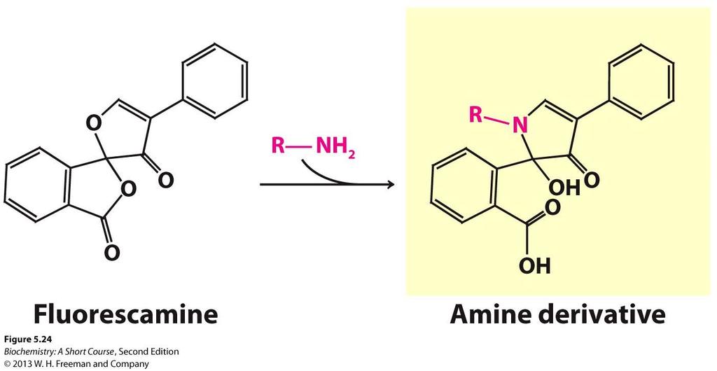 Fluorescent derivatives of amino acids.