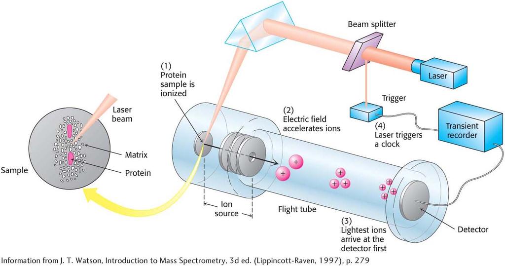MALDI TOF mass spectrometry (1) The protein sample, embedded in an appropriate matrix, is ionized by the application of a laser beam.