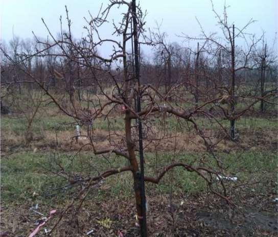 Automated Pruning