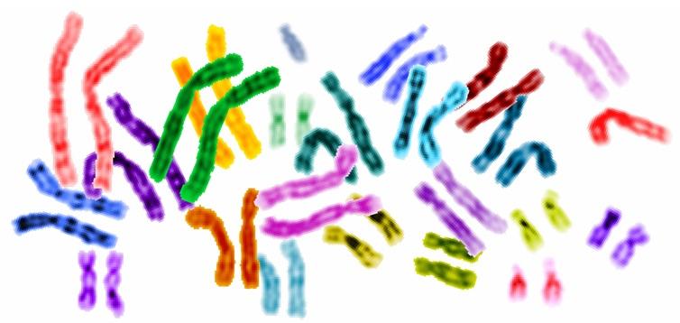 A gene is a section of DNA of a chromosome that does something for a plant or animal. There are thousands of genes on each human chromosome.