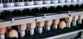 Optimum hygiene Superior vaccine delivery Non-viable eggs are a biological hazard, especially when they contain a dead embryo or are rotten.