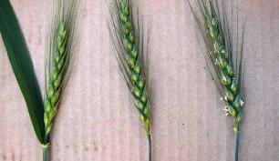 Application Parameters in Wheat Recommended application rate: 6.5 fl oz/a under normal conditions Up to 8.