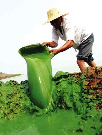 Research question: How will the increase use of nitrogen affect cyanobacterial blooms in terms of growth and toxicity?