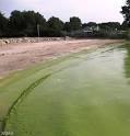 Harmful impacts on ecosystems Algal = Blue-green algae