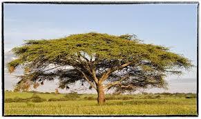 Camel Thorn Tree Our favourite tree, the Camel Thorn: Becomes 300 years old Seeds can