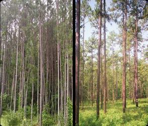 landowners in supplying woody biomass for renewable energy.