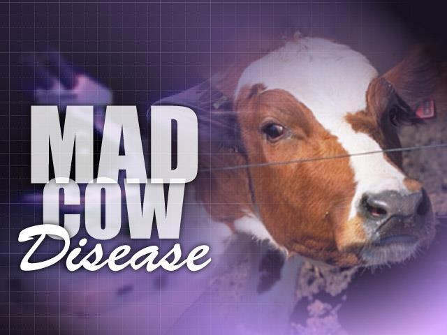 Certainly, an outbreak of Mad Cow s Disease