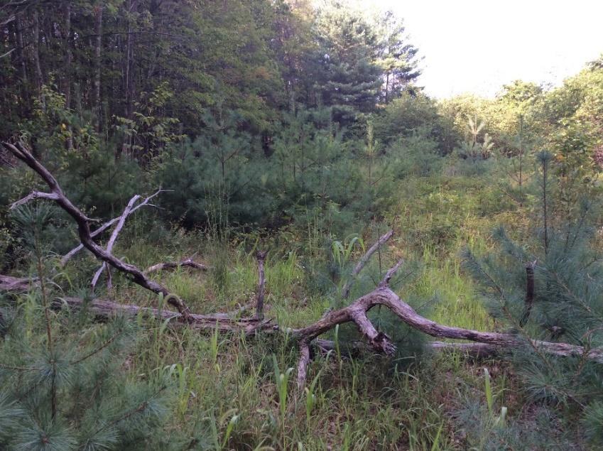 A pine stand lies adjacent to the western portion of the cut, where white pine