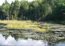 Wildlife use of a wetland: Portion of year