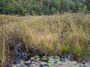 Wetland Types Marsh and