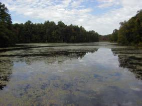 Wetlands (temperate and