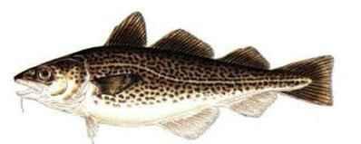 Atlantic cod, silver hake Species at the northern extent of their