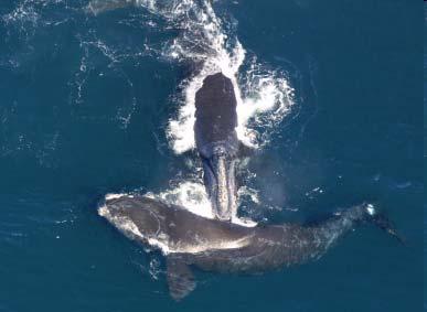 Threats to Survival of Whales, Seabirds and Sea Turtles Changes in