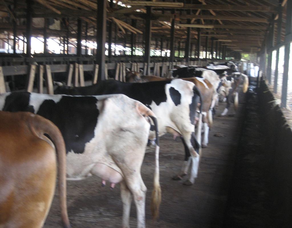 Super Cow Dairy Farm All cows