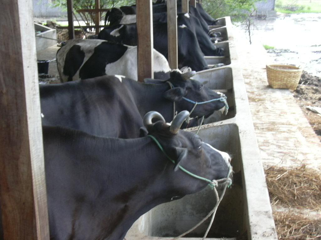Kaung Htet San Dairy Farm All