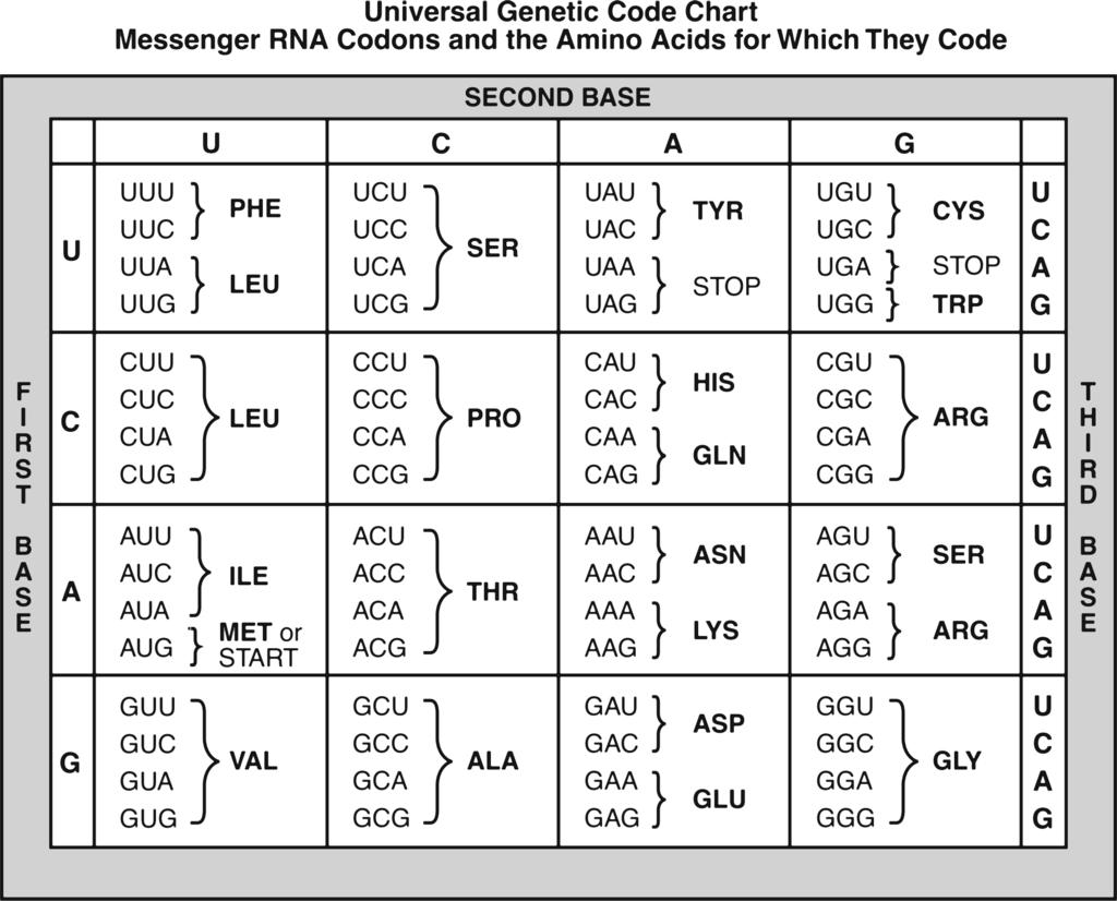 29. Base your answer(s) to the following question(s) on the Universal Genetic Code Chart below and on your