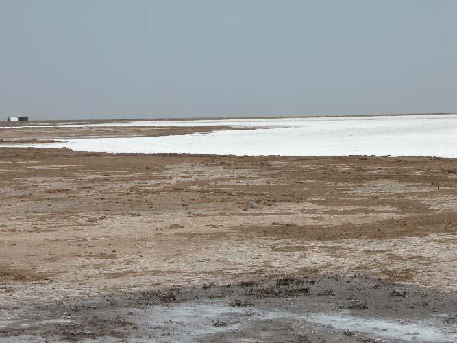 Mahi river & Gulf of Cambay, Gujarat * Coastal saline mudflats * Shelter