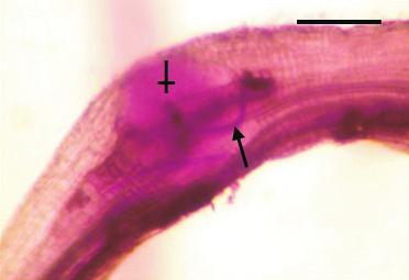 showing the nematode juveniles with no swelling (arrows) located in