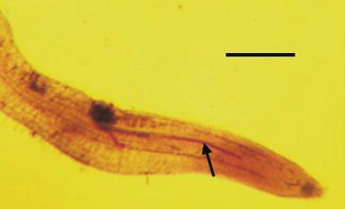 variance (ANOVA) in splitplot design of 2 (nematode species) 2 (plant