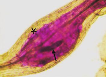 Statistical comparisons of the penetration rates between the two nematode species showed significantly (P 0.05) higher penetration rates for M. hapla than M.