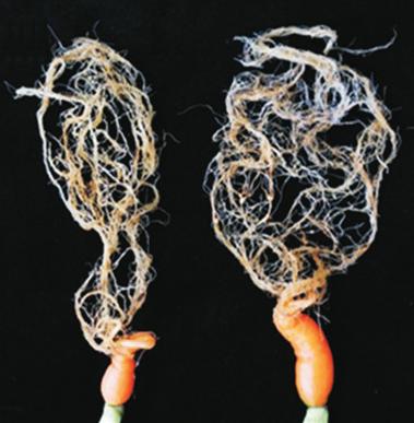 71 Infectivity of Root-Knot Nematodes on Carrot Table 2.
