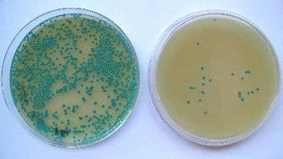 Evaluation of microbicidal effects on Listeria This photo shows a Control Petri dish (on the left) and a Treated dish.