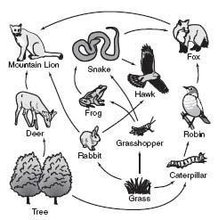 Figure 3 4 5. Which of the following is a food chain in the food web shown in Figure 3 4? a. grass, grasshopper, snake, hawk b. tree, rabbit, hawk, snake c. grass, caterpillar, robin, hawk 6.